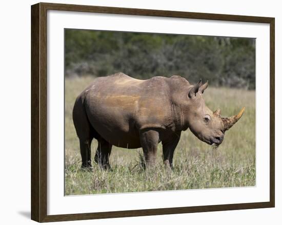 White Rhinoceros (Caratotherium Simum), Kariega Game Reserve, South Africa, Africa-Sergio Pitamitz-Framed Photographic Print