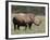 White Rhinoceros (Caratotherium Simum), Kariega Game Reserve, South Africa, Africa-Sergio Pitamitz-Framed Photographic Print