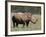 White Rhinoceros (Caratotherium Simum), Kariega Game Reserve, South Africa, Africa-Sergio Pitamitz-Framed Photographic Print