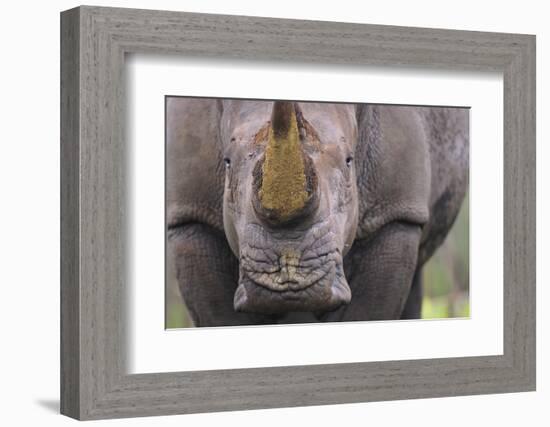 White Rhinoceros (Ceratotherium Simum) Close Up Portrait, Imfolozi National Park, South Africa-Staffan Widstrand-Framed Photographic Print