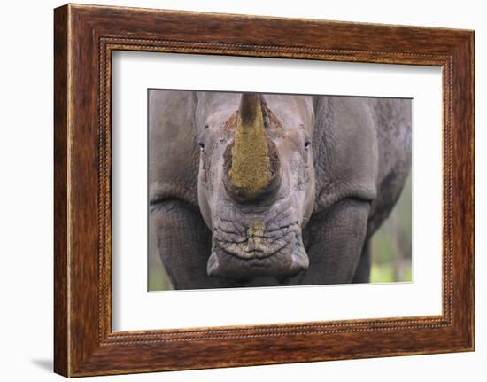 White Rhinoceros (Ceratotherium Simum) Close Up Portrait, Imfolozi National Park, South Africa-Staffan Widstrand-Framed Photographic Print