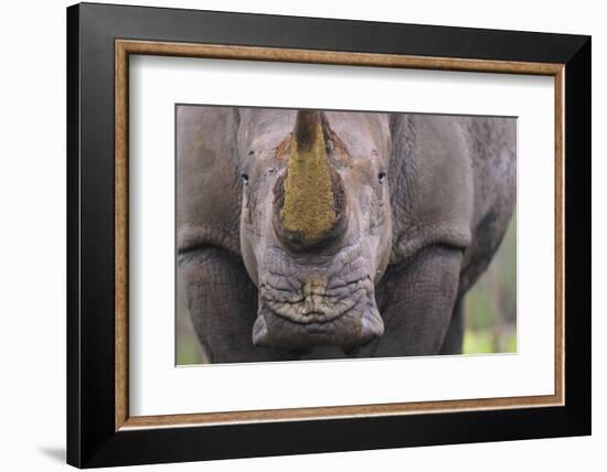 White Rhinoceros (Ceratotherium Simum) Close Up Portrait, Imfolozi National Park, South Africa-Staffan Widstrand-Framed Photographic Print