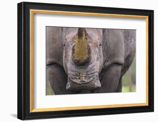 White Rhinoceros (Ceratotherium Simum) Close Up Portrait, Imfolozi National Park, South Africa-Staffan Widstrand-Framed Photographic Print