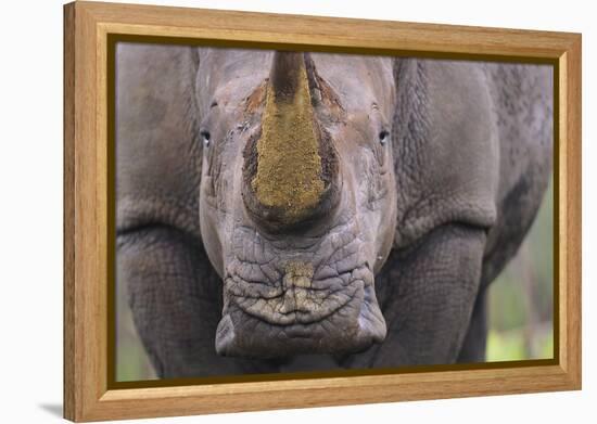 White Rhinoceros (Ceratotherium Simum) Close Up Portrait, Imfolozi National Park, South Africa-Staffan Widstrand-Framed Premier Image Canvas