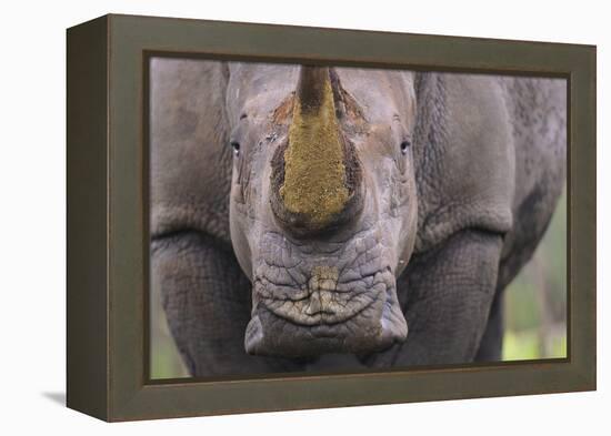 White Rhinoceros (Ceratotherium Simum) Close Up Portrait, Imfolozi National Park, South Africa-Staffan Widstrand-Framed Premier Image Canvas