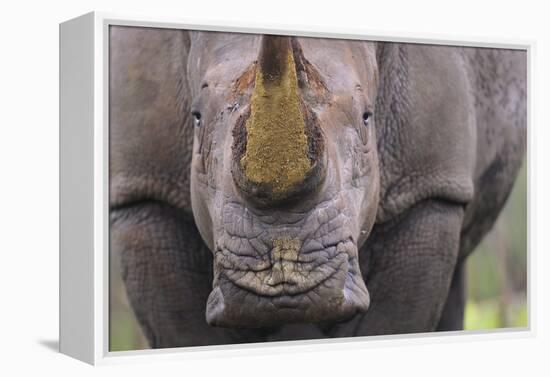 White Rhinoceros (Ceratotherium Simum) Close Up Portrait, Imfolozi National Park, South Africa-Staffan Widstrand-Framed Premier Image Canvas