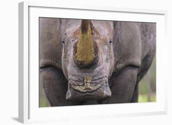 White Rhinoceros (Ceratotherium Simum) Close Up Portrait, Imfolozi National Park, South Africa-Staffan Widstrand-Framed Photographic Print