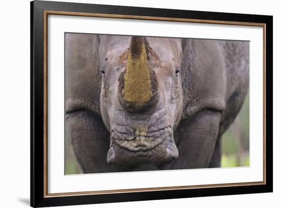 White Rhinoceros (Ceratotherium Simum) Close Up Portrait, Imfolozi National Park, South Africa-Staffan Widstrand-Framed Photographic Print