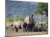 White Rhinoceros (Ceratotherium Simum), Hluhluwe Umfolozi Park, Kwazulu Natal, South Africa, Africa-Ann & Steve Toon-Mounted Photographic Print