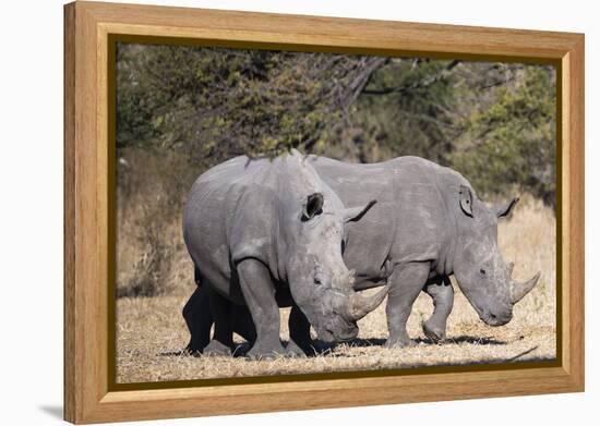 White rhinoceros (Ceratotherium simum), Kalahari, Botswana, Africa-Sergio Pitamitz-Framed Premier Image Canvas