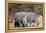 White rhinoceros (Ceratotherium simum), Kalahari, Botswana, Africa-Sergio Pitamitz-Framed Premier Image Canvas