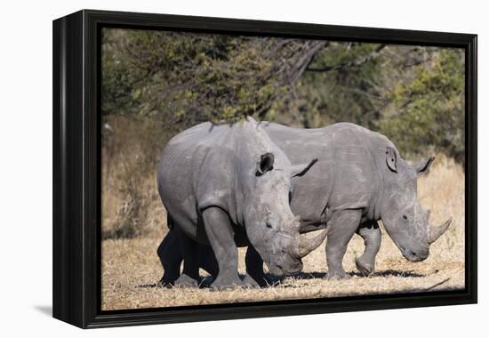 White rhinoceros (Ceratotherium simum), Kalahari, Botswana, Africa-Sergio Pitamitz-Framed Premier Image Canvas