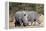 White rhinoceros (Ceratotherium simum), Kalahari, Botswana, Africa-Sergio Pitamitz-Framed Premier Image Canvas