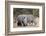 White rhinoceros (Ceratotherium simum), Kalahari, Botswana, Africa-Sergio Pitamitz-Framed Photographic Print