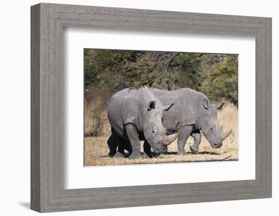 White rhinoceros (Ceratotherium simum), Kalahari, Botswana, Africa-Sergio Pitamitz-Framed Photographic Print