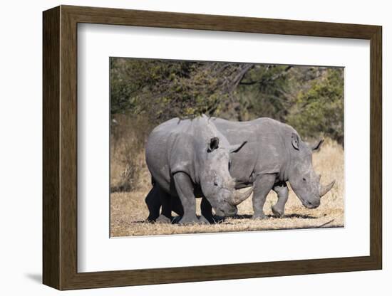 White rhinoceros (Ceratotherium simum), Kalahari, Botswana, Africa-Sergio Pitamitz-Framed Photographic Print