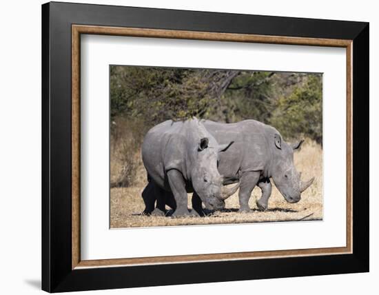 White rhinoceros (Ceratotherium simum), Kalahari, Botswana, Africa-Sergio Pitamitz-Framed Photographic Print