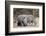 White rhinoceros (Ceratotherium simum), Kalahari, Botswana, Africa-Sergio Pitamitz-Framed Photographic Print