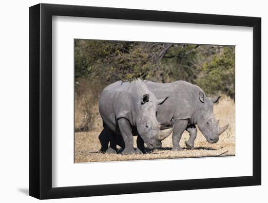 White rhinoceros (Ceratotherium simum), Kalahari, Botswana, Africa-Sergio Pitamitz-Framed Photographic Print