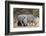 White rhinoceros (Ceratotherium simum), Kalahari, Botswana, Africa-Sergio Pitamitz-Framed Photographic Print