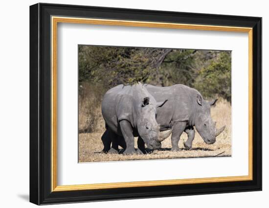 White rhinoceros (Ceratotherium simum), Kalahari, Botswana, Africa-Sergio Pitamitz-Framed Photographic Print