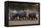 White rhinoceros (Ceratotherium simum), Kalahari, Botswana, Africa-Sergio Pitamitz-Framed Premier Image Canvas