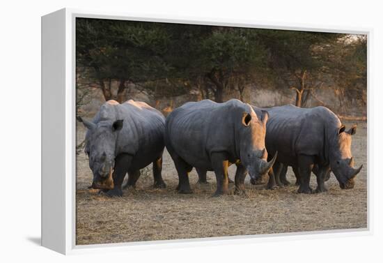 White rhinoceros (Ceratotherium simum), Kalahari, Botswana, Africa-Sergio Pitamitz-Framed Premier Image Canvas