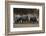 White rhinoceros (Ceratotherium simum), Kalahari, Botswana, Africa-Sergio Pitamitz-Framed Photographic Print