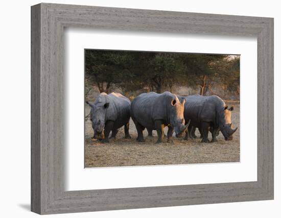 White rhinoceros (Ceratotherium simum), Kalahari, Botswana, Africa-Sergio Pitamitz-Framed Photographic Print