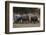 White rhinoceros (Ceratotherium simum), Kalahari, Botswana, Africa-Sergio Pitamitz-Framed Photographic Print