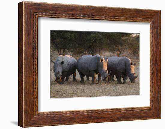 White rhinoceros (Ceratotherium simum), Kalahari, Botswana, Africa-Sergio Pitamitz-Framed Photographic Print