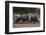 White rhinoceros (Ceratotherium simum), Kalahari, Botswana, Africa-Sergio Pitamitz-Framed Photographic Print