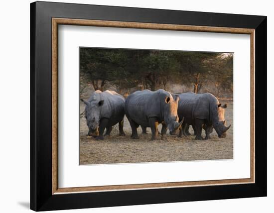 White rhinoceros (Ceratotherium simum), Kalahari, Botswana, Africa-Sergio Pitamitz-Framed Photographic Print