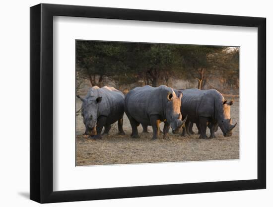 White rhinoceros (Ceratotherium simum), Kalahari, Botswana, Africa-Sergio Pitamitz-Framed Photographic Print