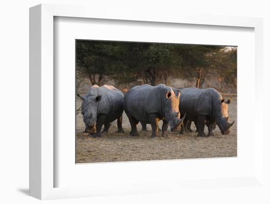 White rhinoceros (Ceratotherium simum), Kalahari, Botswana, Africa-Sergio Pitamitz-Framed Photographic Print