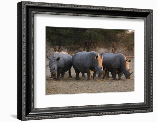 White rhinoceros (Ceratotherium simum), Kalahari, Botswana, Africa-Sergio Pitamitz-Framed Photographic Print