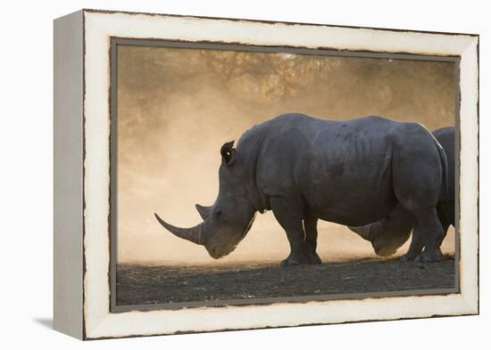 White rhinoceros (Ceratotherium simum), Kalahari, Botswana, Africa-Sergio Pitamitz-Framed Premier Image Canvas