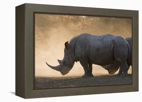 White rhinoceros (Ceratotherium simum), Kalahari, Botswana, Africa-Sergio Pitamitz-Framed Premier Image Canvas