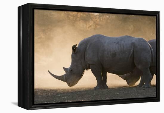 White rhinoceros (Ceratotherium simum), Kalahari, Botswana, Africa-Sergio Pitamitz-Framed Premier Image Canvas