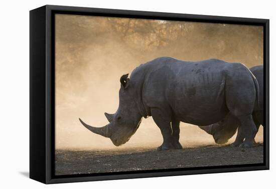 White rhinoceros (Ceratotherium simum), Kalahari, Botswana, Africa-Sergio Pitamitz-Framed Premier Image Canvas