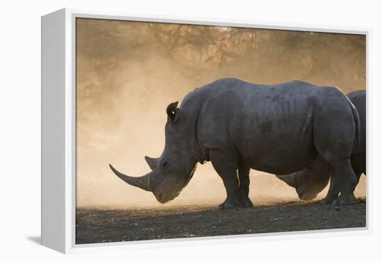 White rhinoceros (Ceratotherium simum), Kalahari, Botswana, Africa-Sergio Pitamitz-Framed Premier Image Canvas