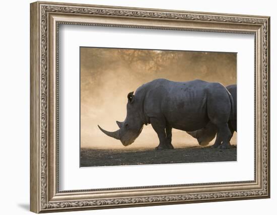 White rhinoceros (Ceratotherium simum), Kalahari, Botswana, Africa-Sergio Pitamitz-Framed Photographic Print