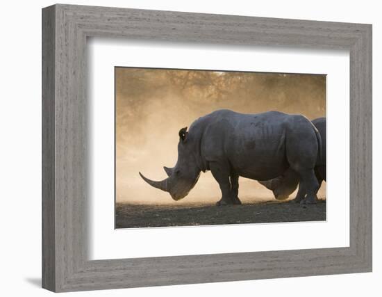 White rhinoceros (Ceratotherium simum), Kalahari, Botswana, Africa-Sergio Pitamitz-Framed Photographic Print