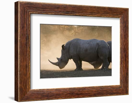 White rhinoceros (Ceratotherium simum), Kalahari, Botswana, Africa-Sergio Pitamitz-Framed Photographic Print