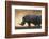 White rhinoceros (Ceratotherium simum), Kalahari, Botswana, Africa-Sergio Pitamitz-Framed Photographic Print