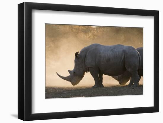 White rhinoceros (Ceratotherium simum), Kalahari, Botswana, Africa-Sergio Pitamitz-Framed Photographic Print