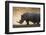 White rhinoceros (Ceratotherium simum), Kalahari, Botswana, Africa-Sergio Pitamitz-Framed Photographic Print