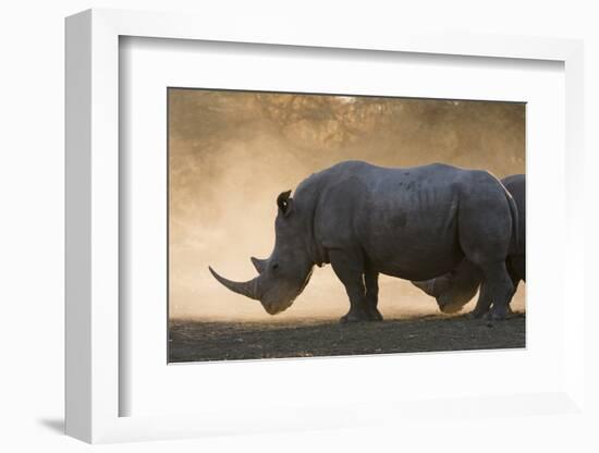 White rhinoceros (Ceratotherium simum), Kalahari, Botswana, Africa-Sergio Pitamitz-Framed Photographic Print