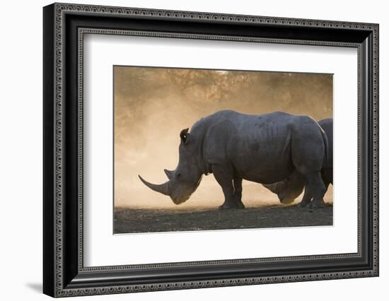 White rhinoceros (Ceratotherium simum), Kalahari, Botswana, Africa-Sergio Pitamitz-Framed Photographic Print