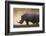 White rhinoceros (Ceratotherium simum), Kalahari, Botswana, Africa-Sergio Pitamitz-Framed Photographic Print